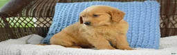 Golden Retriever dogs for sale: Rambo - Ad 5
