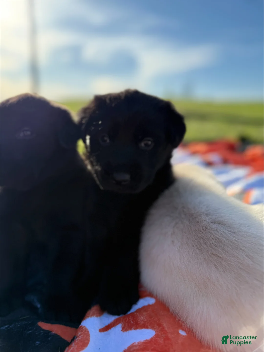 Sheprador dogs for sale: Hopper - Ad 2