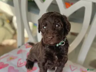 Goldendoodle dogs Ms blue - Ad 27