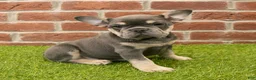 French Bulldog dogs for sale: Macy - Ad 11