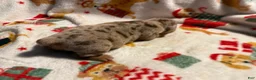 Olde English Bulldogge dogs for sale: Tri Chocolate Merle  - Ad 8