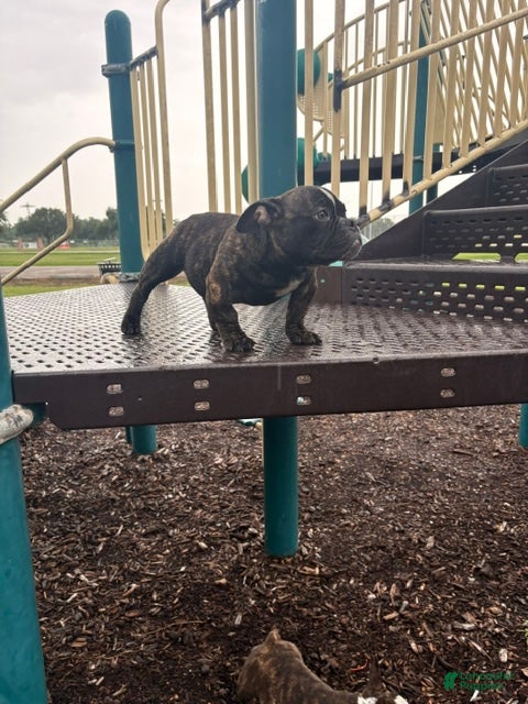 American Bully dogs Koda - Ad 1