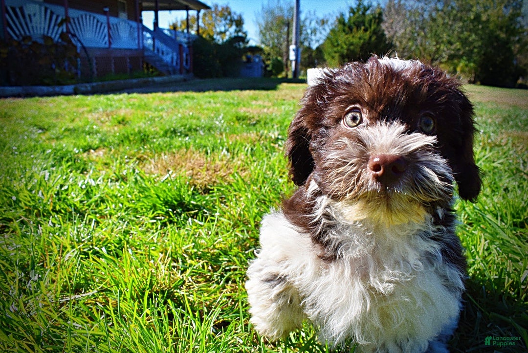 Havapoo dogs for sale: Higgins - Ad 6