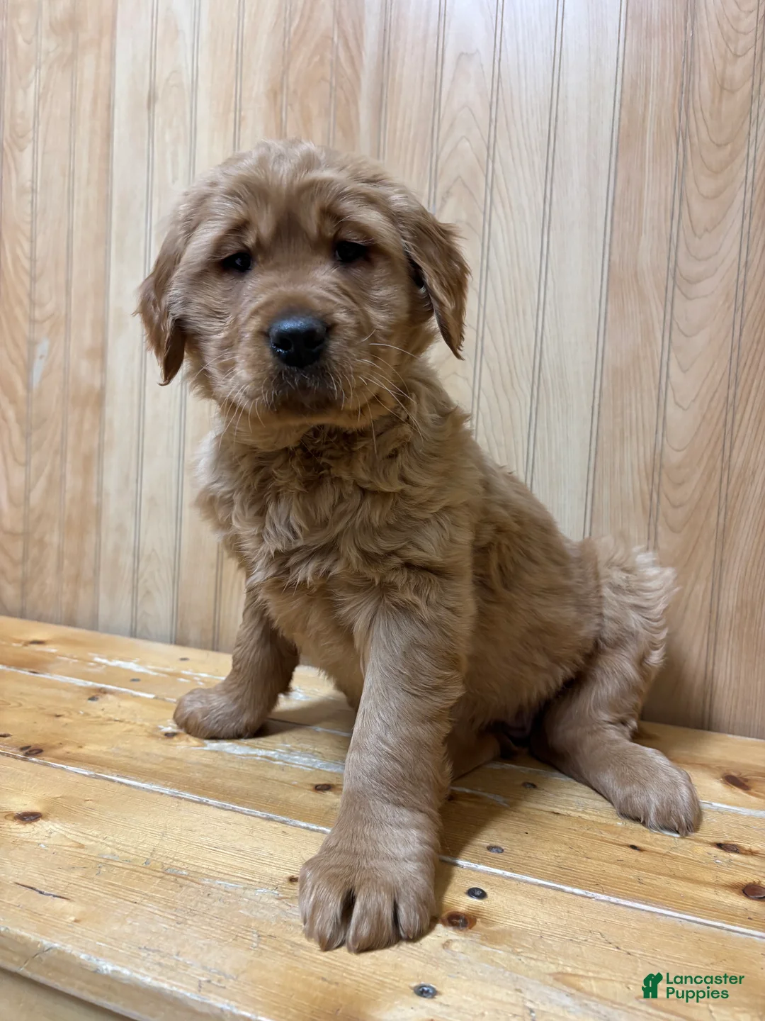 Golden Retriever dogs for sale: Trixie - Ad 2