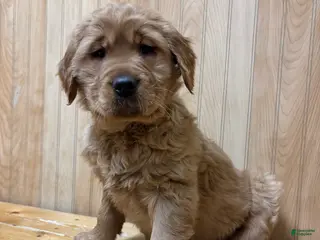 Golden Retriever dogs Trixie - Ad 4