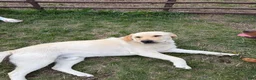 Labrador Retriever dogs for sale: Labrador Retriever 4 - Ad 4