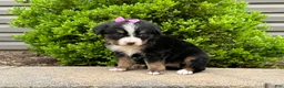 Bernese Mountain Dog dogs for sale: Willow - Ad 3