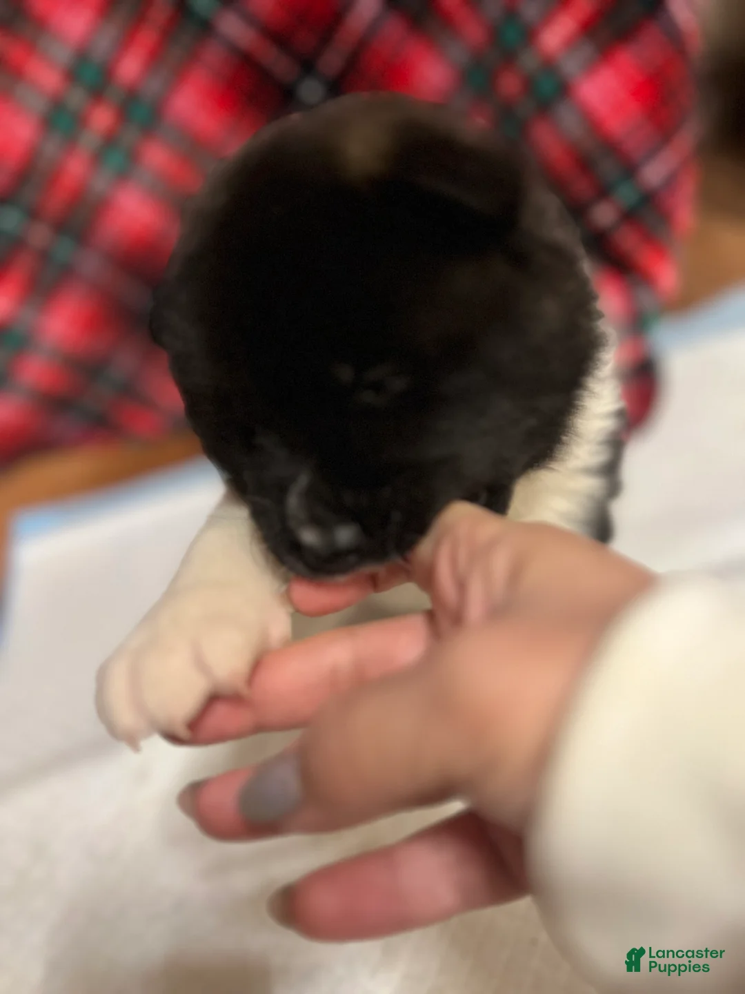 Akita dogs for sale: Cupid - Ad 8