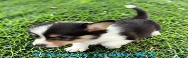 Welsh Corgi Pembroke 2