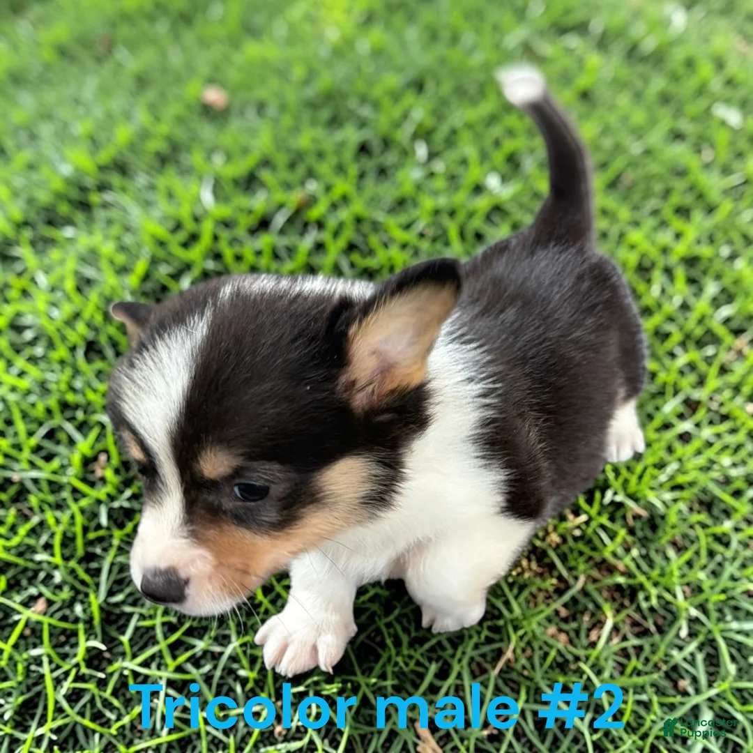 Welsh Corgi Pembroke dogs for sale: Welsh Corgi Pembroke 2 - Ad 1