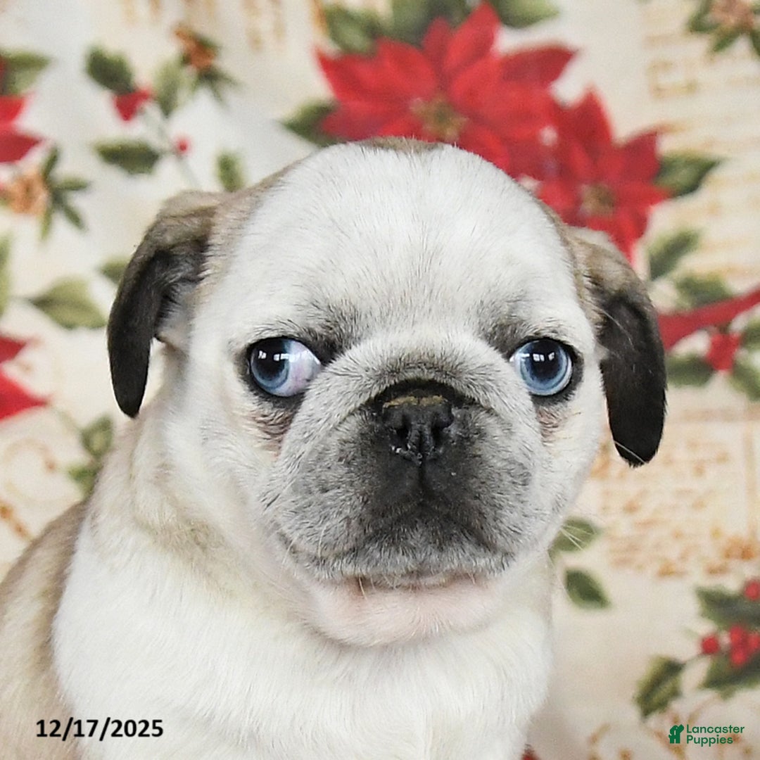 Pug dogs for sale: Crystal - Ad 4