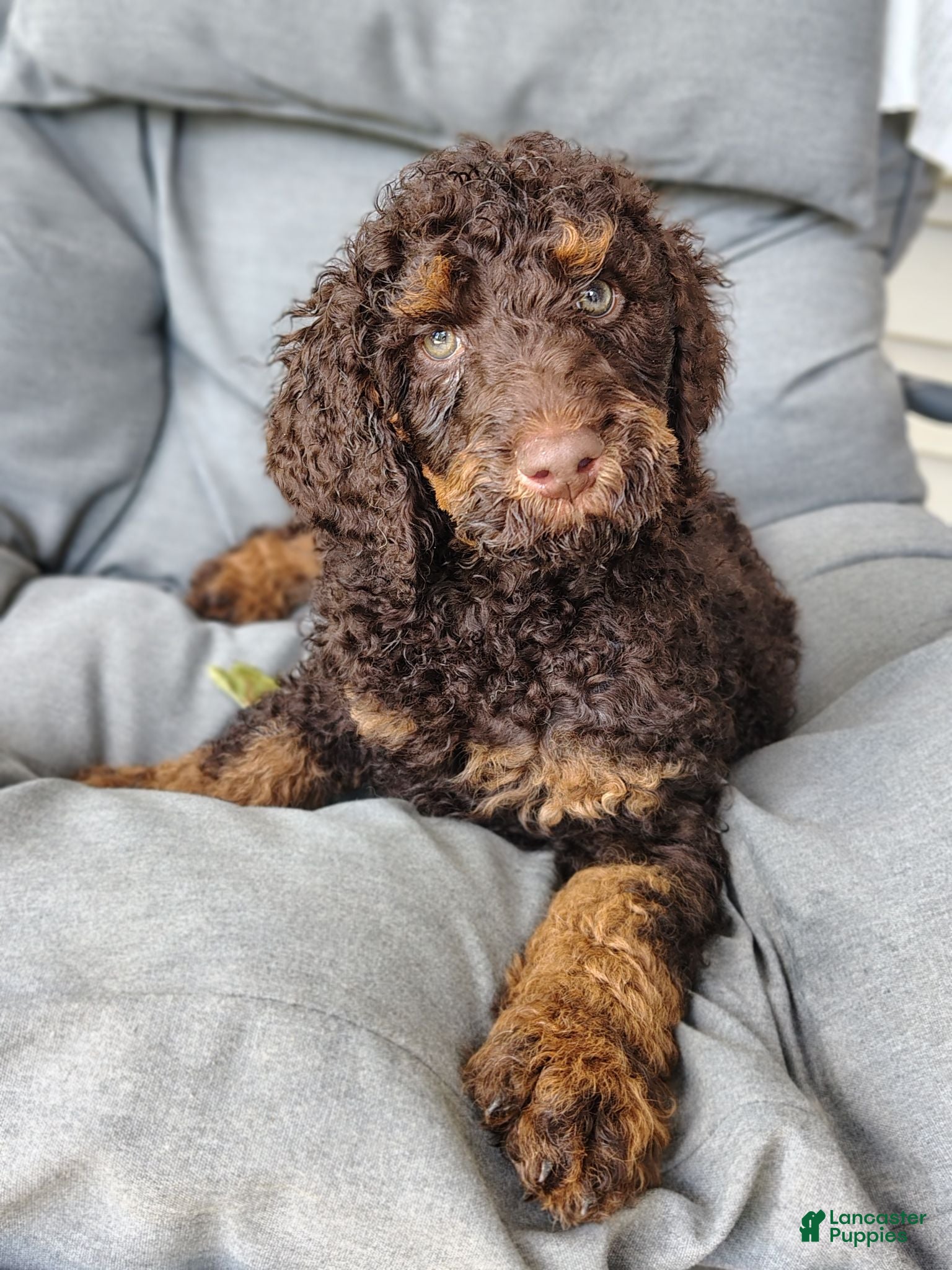 Standard Poodle dogs for sale: Camaro  - Ad 1