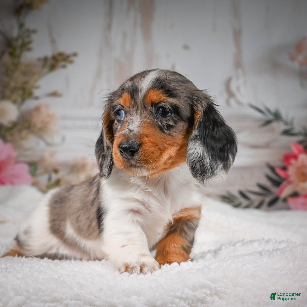 Miniature Dachshund dogs AKC-Betsy - Ad 2