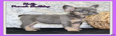 Holly Female AKC French Bulldog