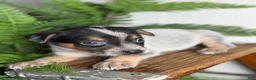 Australian Cattle Dog dogs for sale: Sweet pea - Ad 5