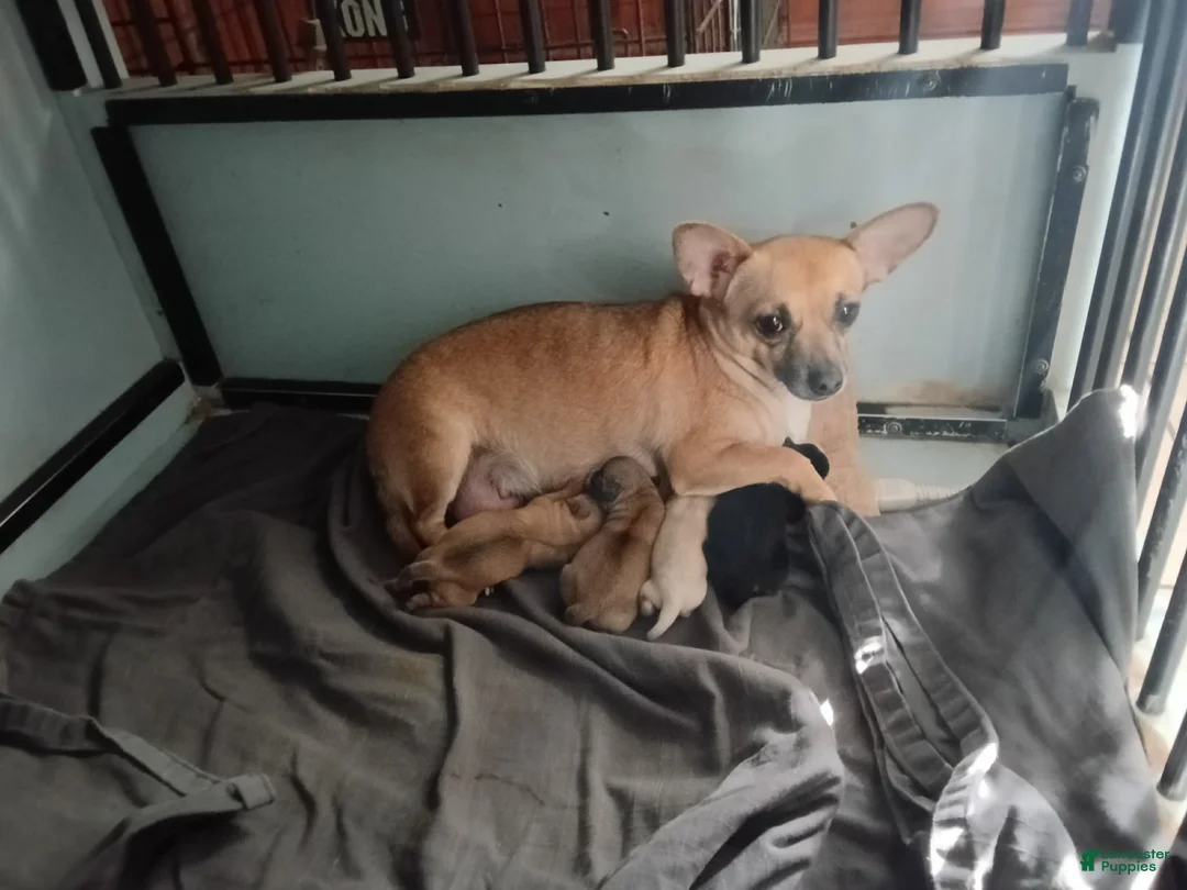 Chihuahua dogs for sale:  2 - Ad 3