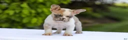 French Bulldog dogs for sale: Copper - Ad 14
