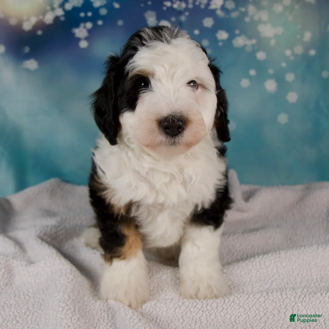 Mini Bernedoodle dogs for sale: Charles - Ad 5