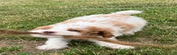Miniature Poodle dogs for sale: Creme - Ad 5