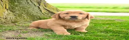 Golden Retriever dogs for sale: Primrose - Ad 1