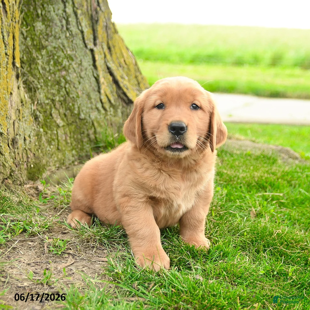 Golden Retriever dogs for sale: Primrose - Ad 1