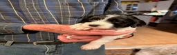 Mixed Breed dogs for sale: Rosie - Ad 5