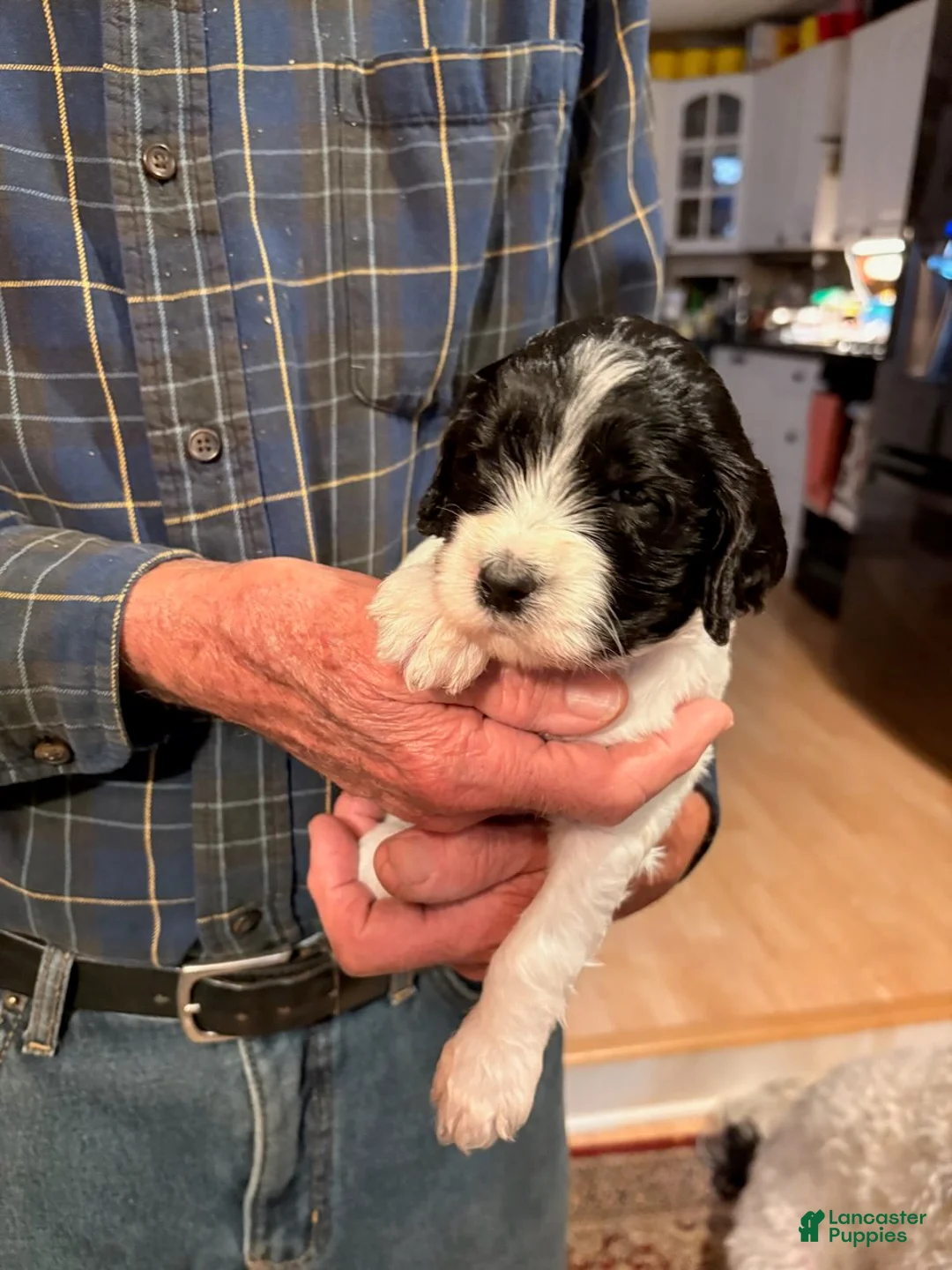 Mixed Breed dogs for sale: Rosie - Ad 5