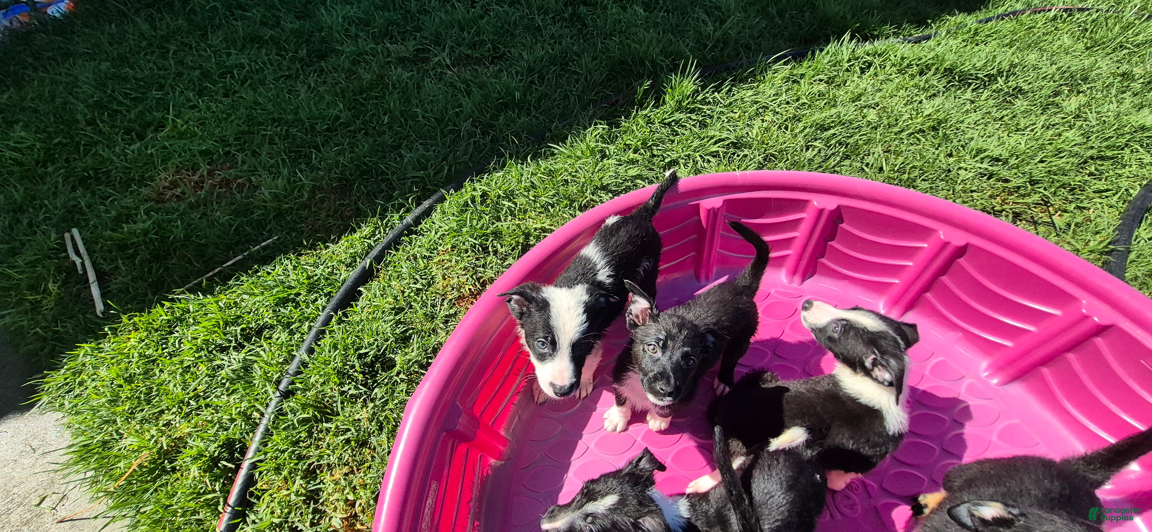 Mixed Breed dogs Mixed Breed 3 - Ad 35