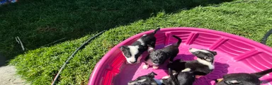 Mixed Breed 3