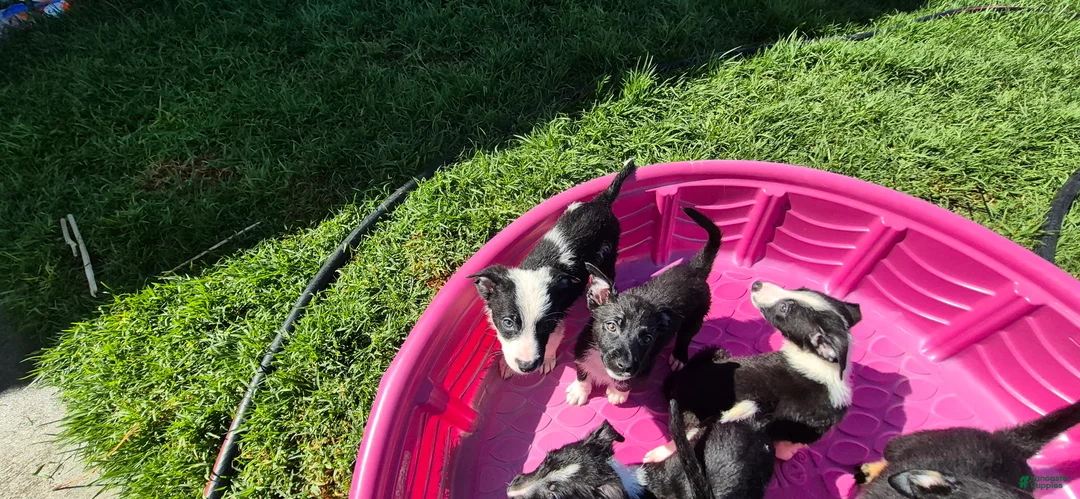 Mixed Breed dogs for sale: Mixed Breed 3 - Ad 1