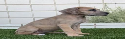 Great Dane dogs for sale: Great Dane 2 - Ad 3