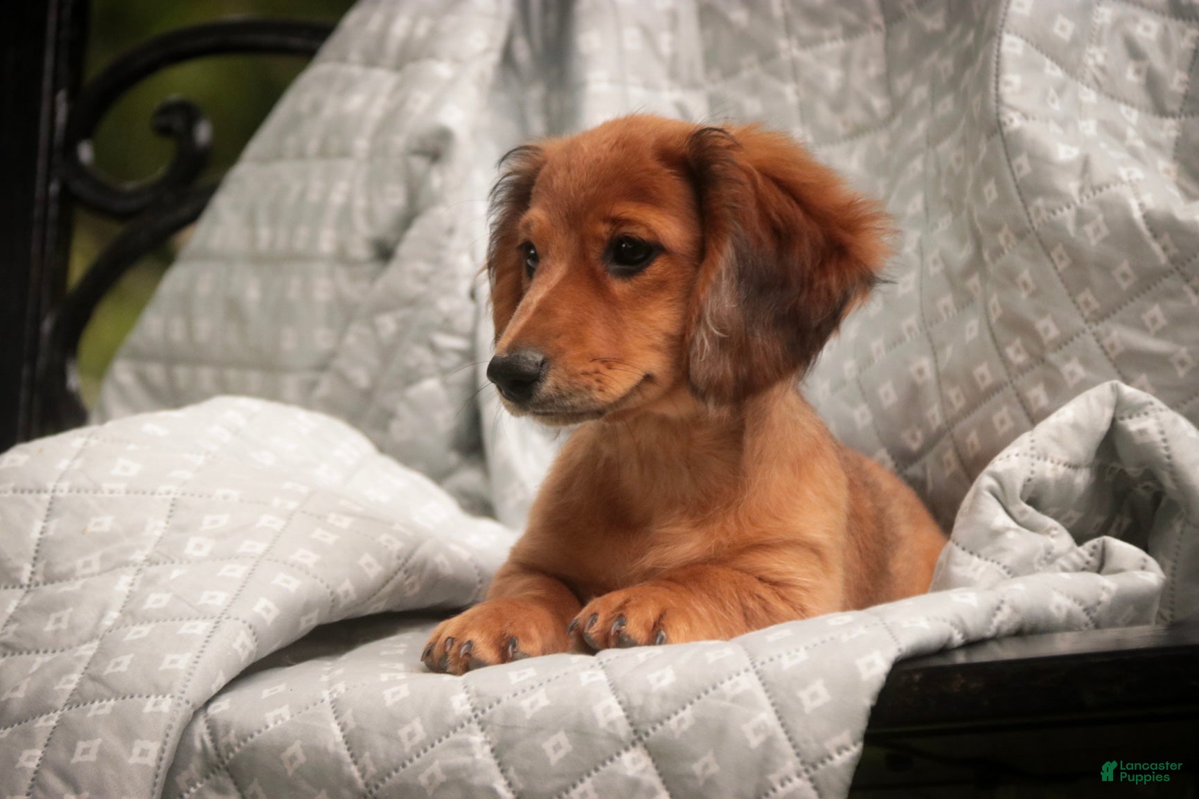 Miniature Dachshund dogs Ari Miniature Dachshund - Ad 2