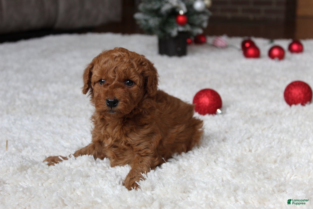 Cavapoochon dogs for sale: Millie - Ad 12