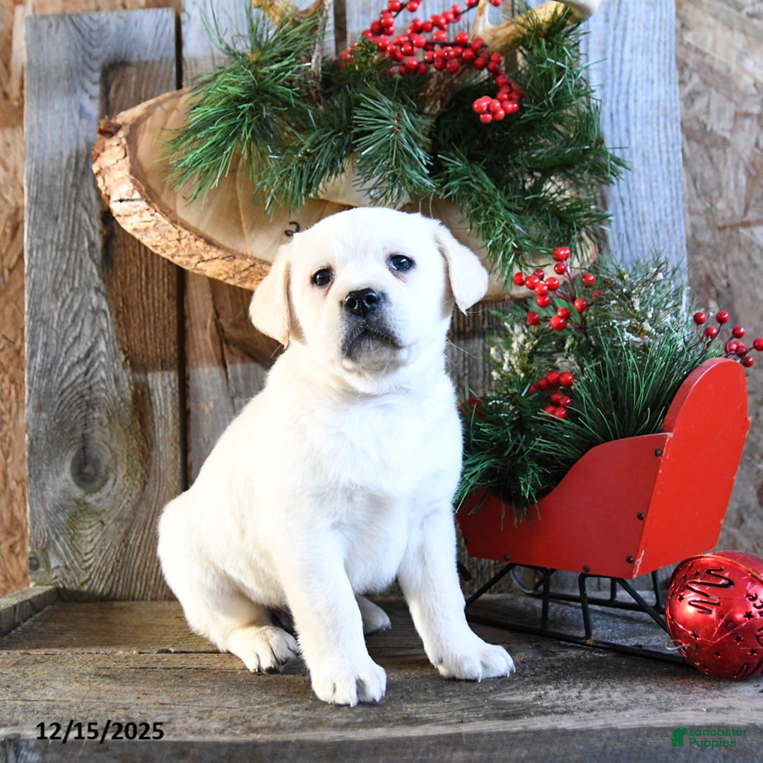 Labrador Retriever dogs for sale: Sneakers - Ad 5