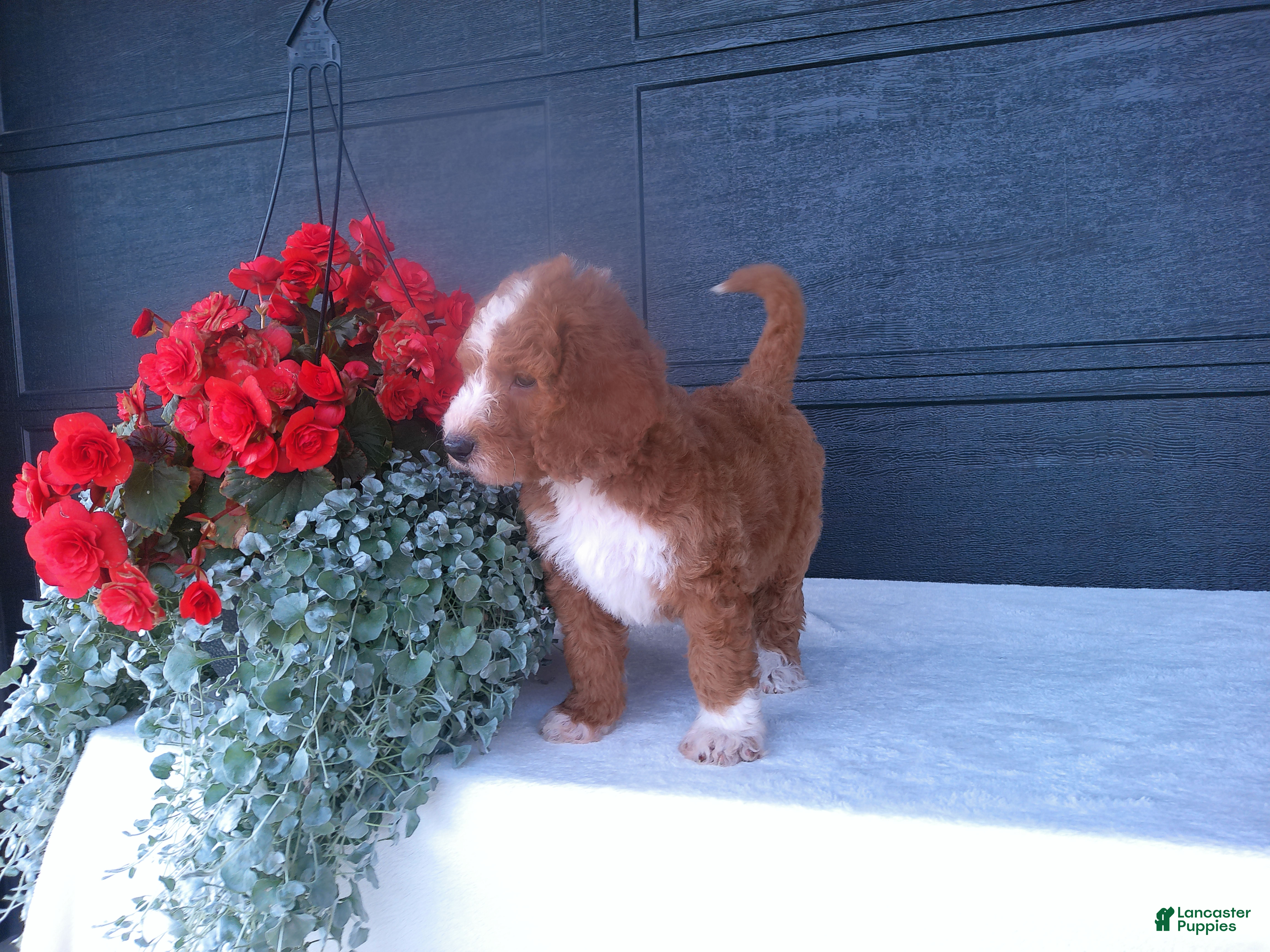 Goldendoodle dogs Chase - Ad 1