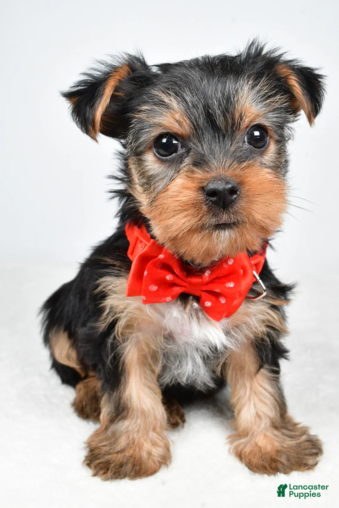 Yorkshire Terrier dogs for sale: Tommy - Ad 9