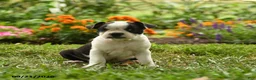 Boston Terrier dogs for sale: Thandiwe - Ad 1