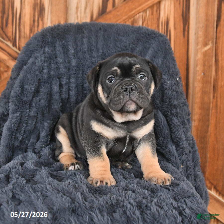 English Bulldog dogs Daphne - Ad 1