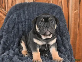 English Bulldog dogs for sale: Daphne - Ad 1