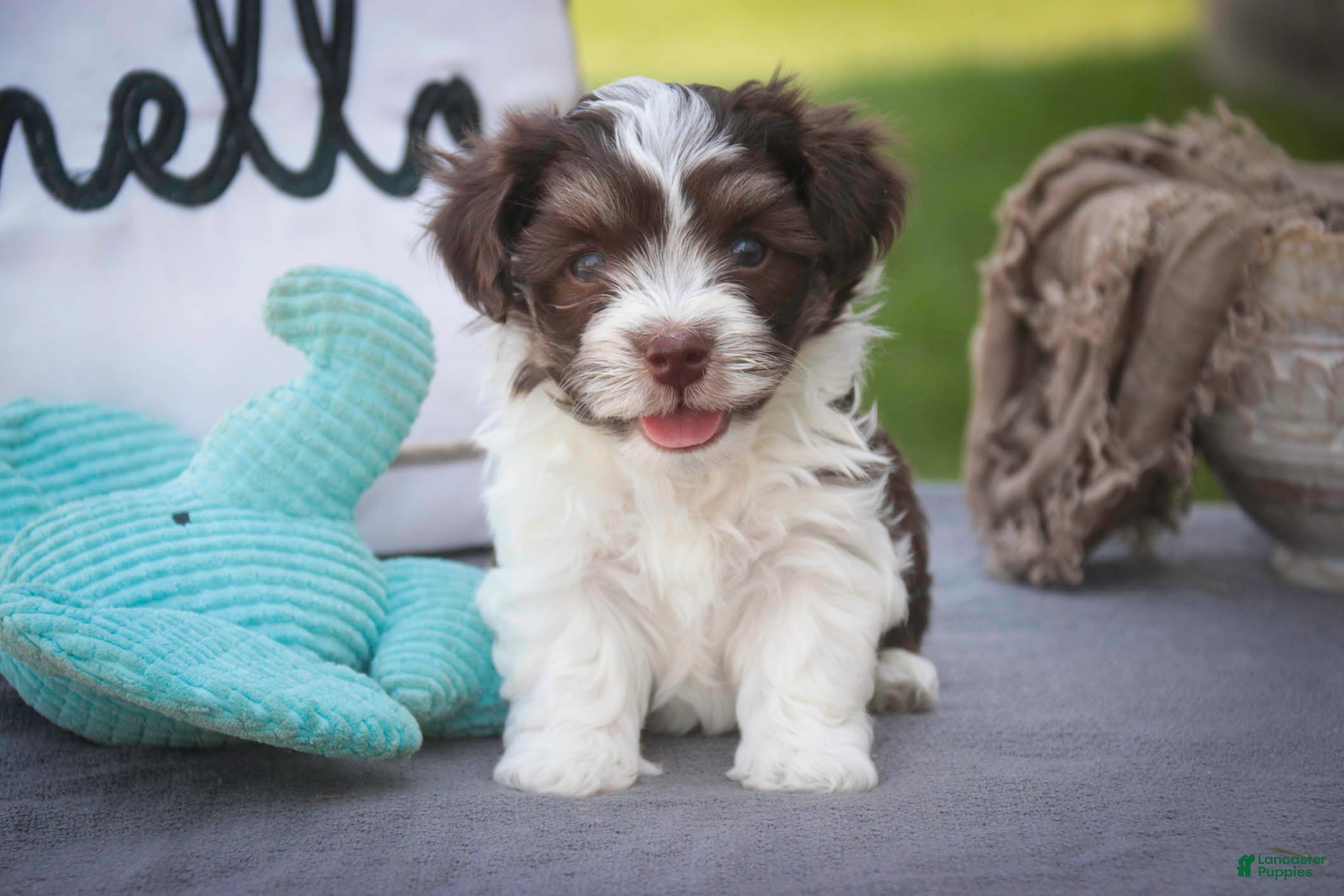 Havanese dogs Sherlock Havanese  - Ad 2