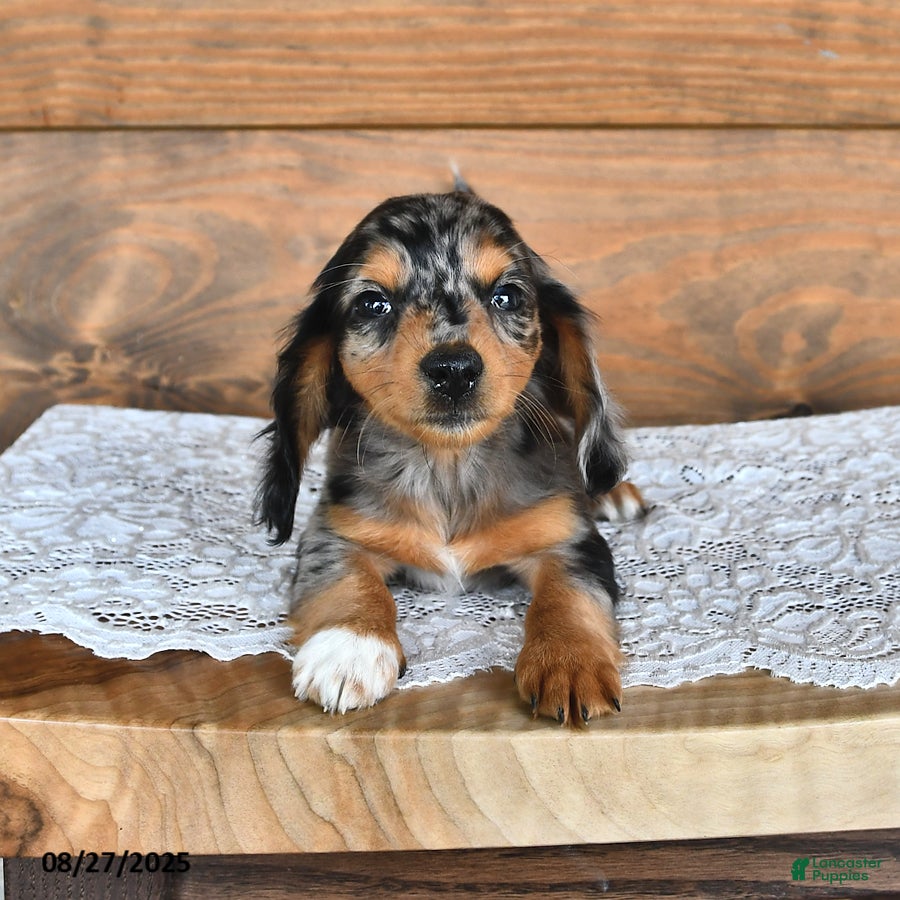 Long Haired Weiner Dogs For Adoption Mini Furry Wiener Dog Weiner