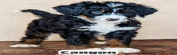 Bernedoodle dogs for sale: Canyon - Ad 3