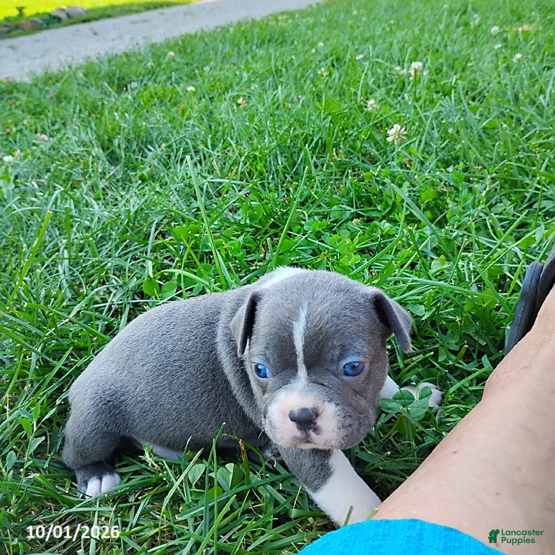 Boston Terrier dogs for sale: River - Ad 2