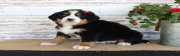 Bernese Mountain Dog dogs for sale: Mercy - Ad 5
