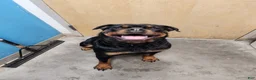 Rottweiler dogs for sale: Rottweiler 2 - Ad 2