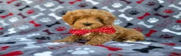 Cavapoo dogs for sale: Alex - Ad 6