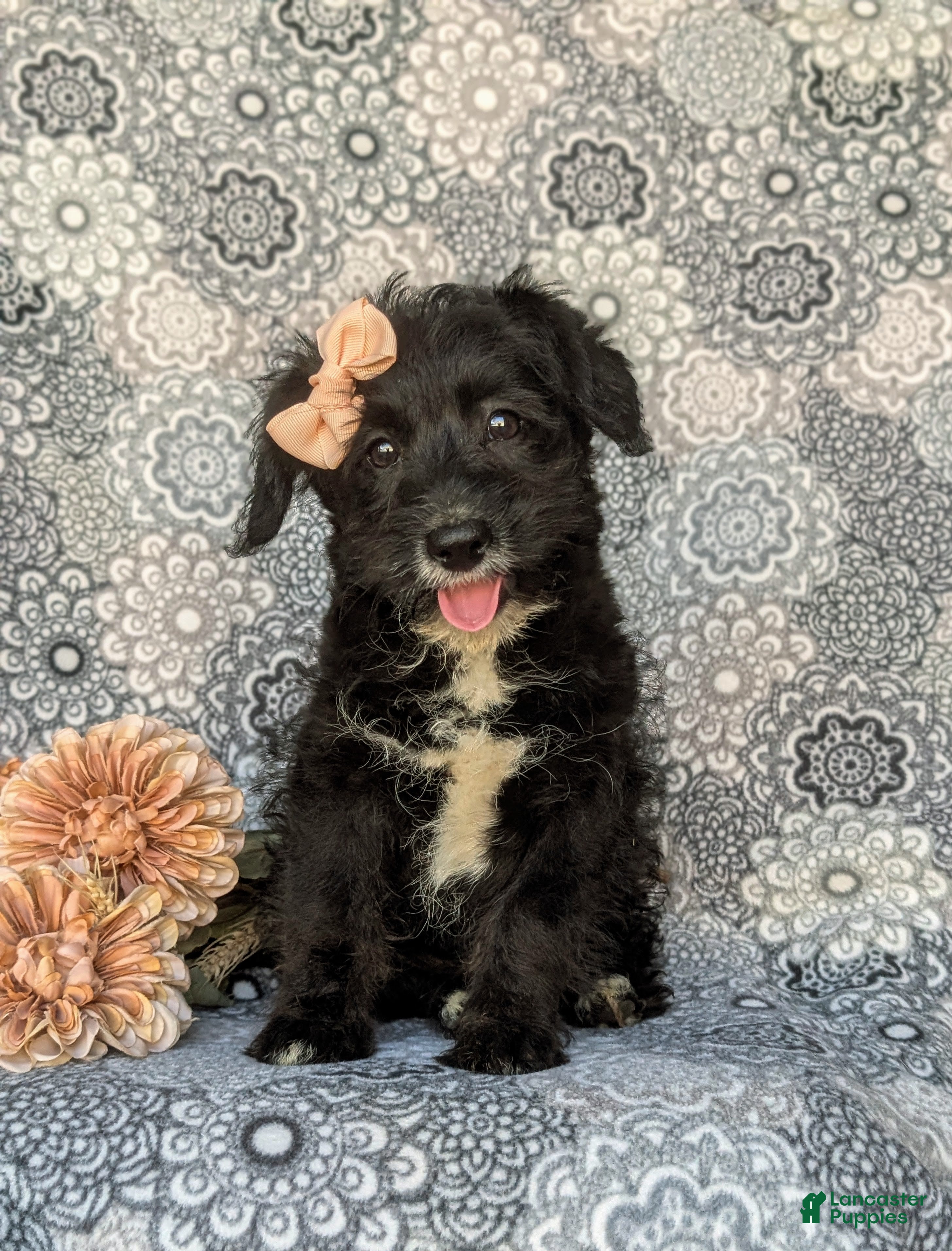 Corgipoo dogs Joceline - Ad 2