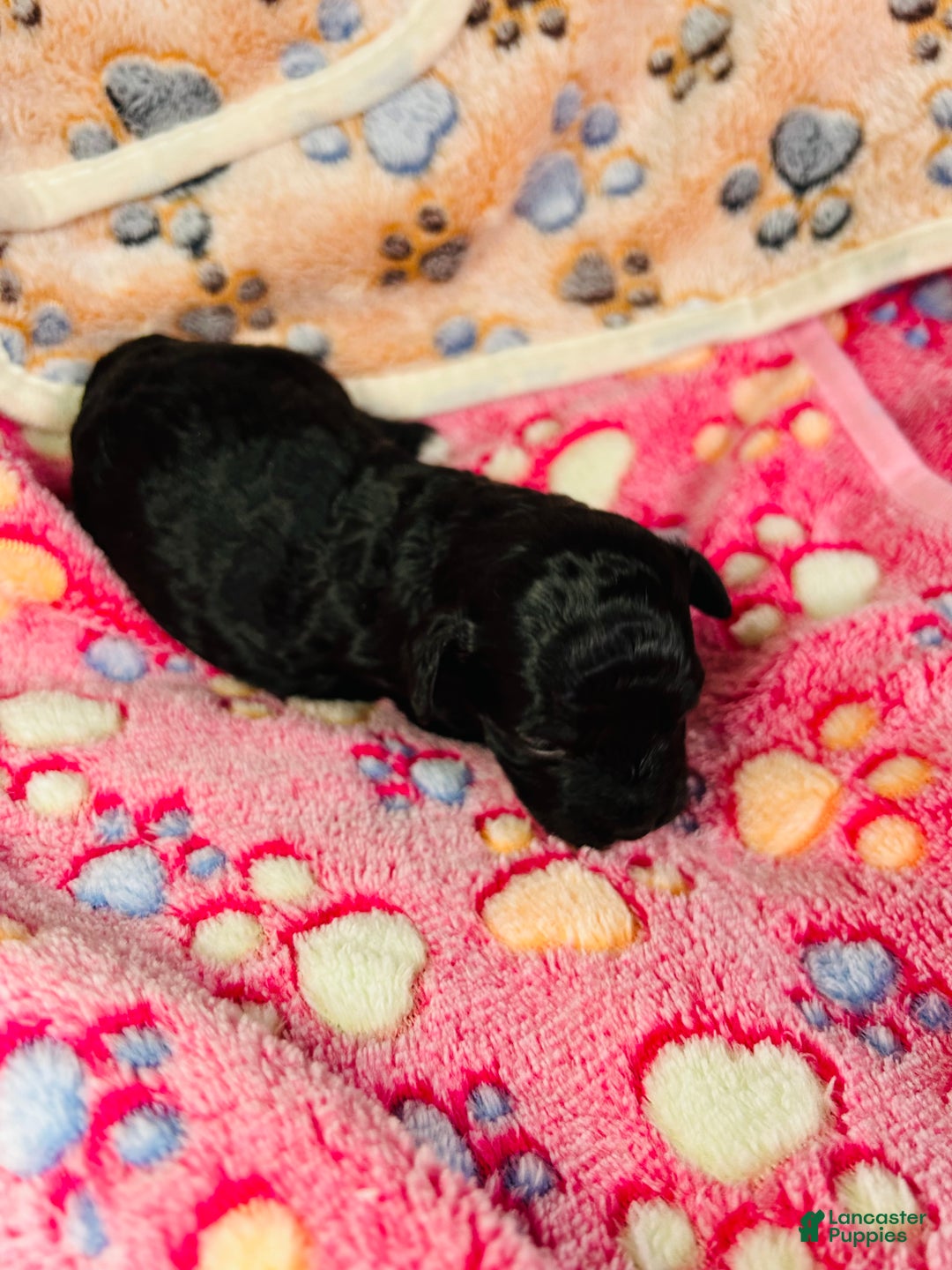 Cavapoo dogs for sale: Moon - Ad 3