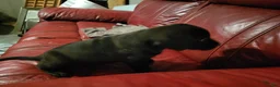 American Pit Bull Terrier dogs for sale: American Pit Bull Terrier 6 - Ad 2