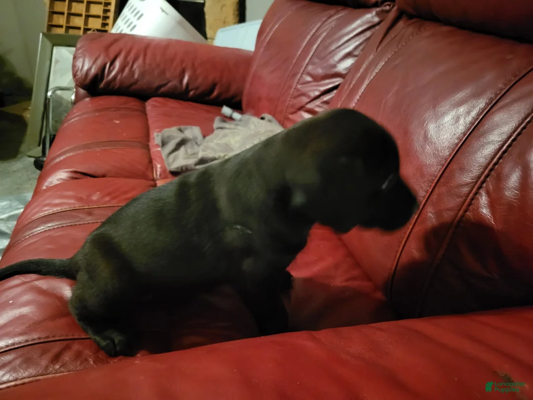 American Pit Bull Terrier dogs for sale: American Pit Bull Terrier 6 - Ad 2